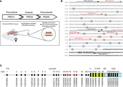 Methylation status of hypothalamic Mkrn3 promoter across puberty